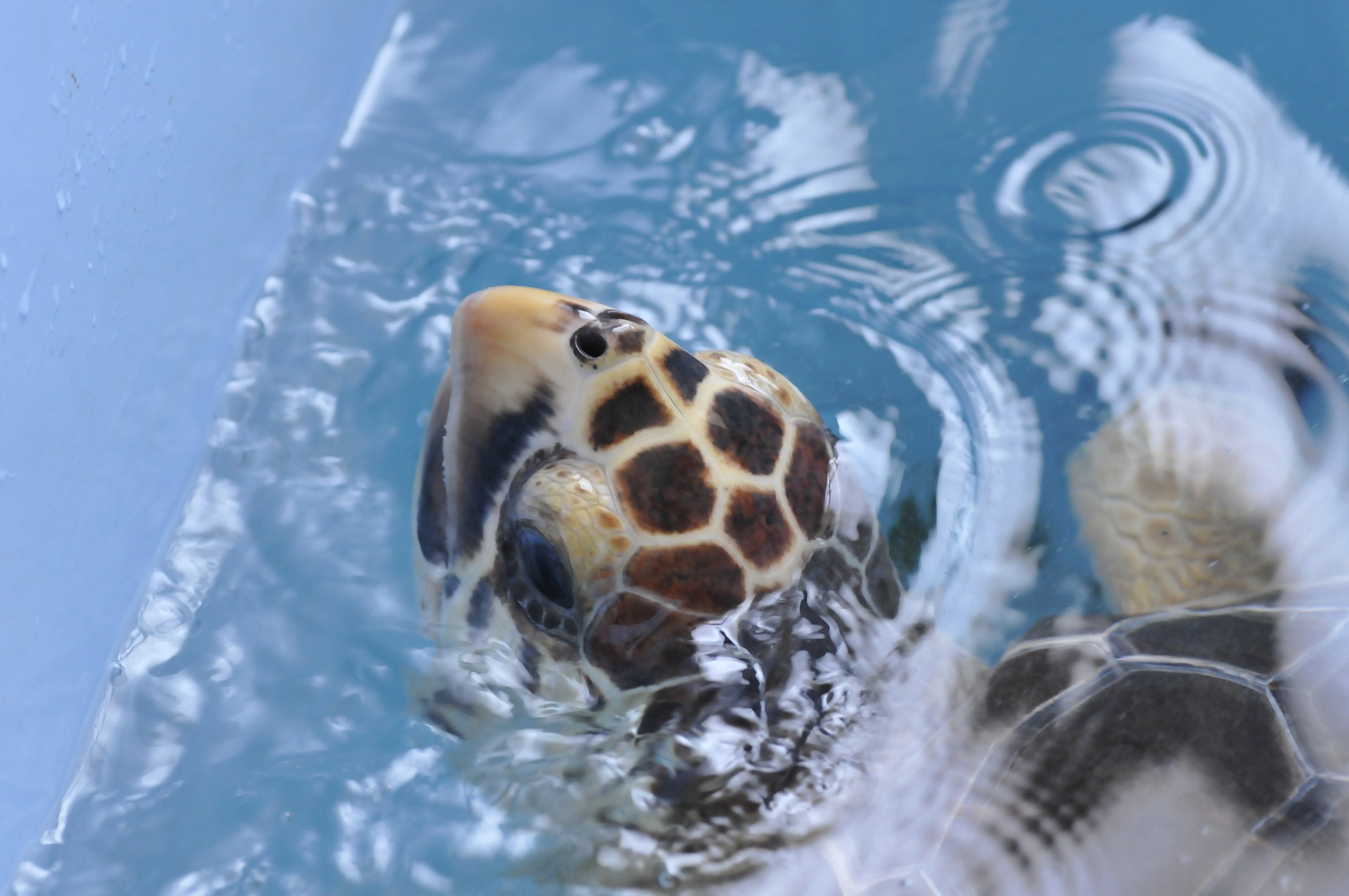 tartaruga con testa fuori acqua 2