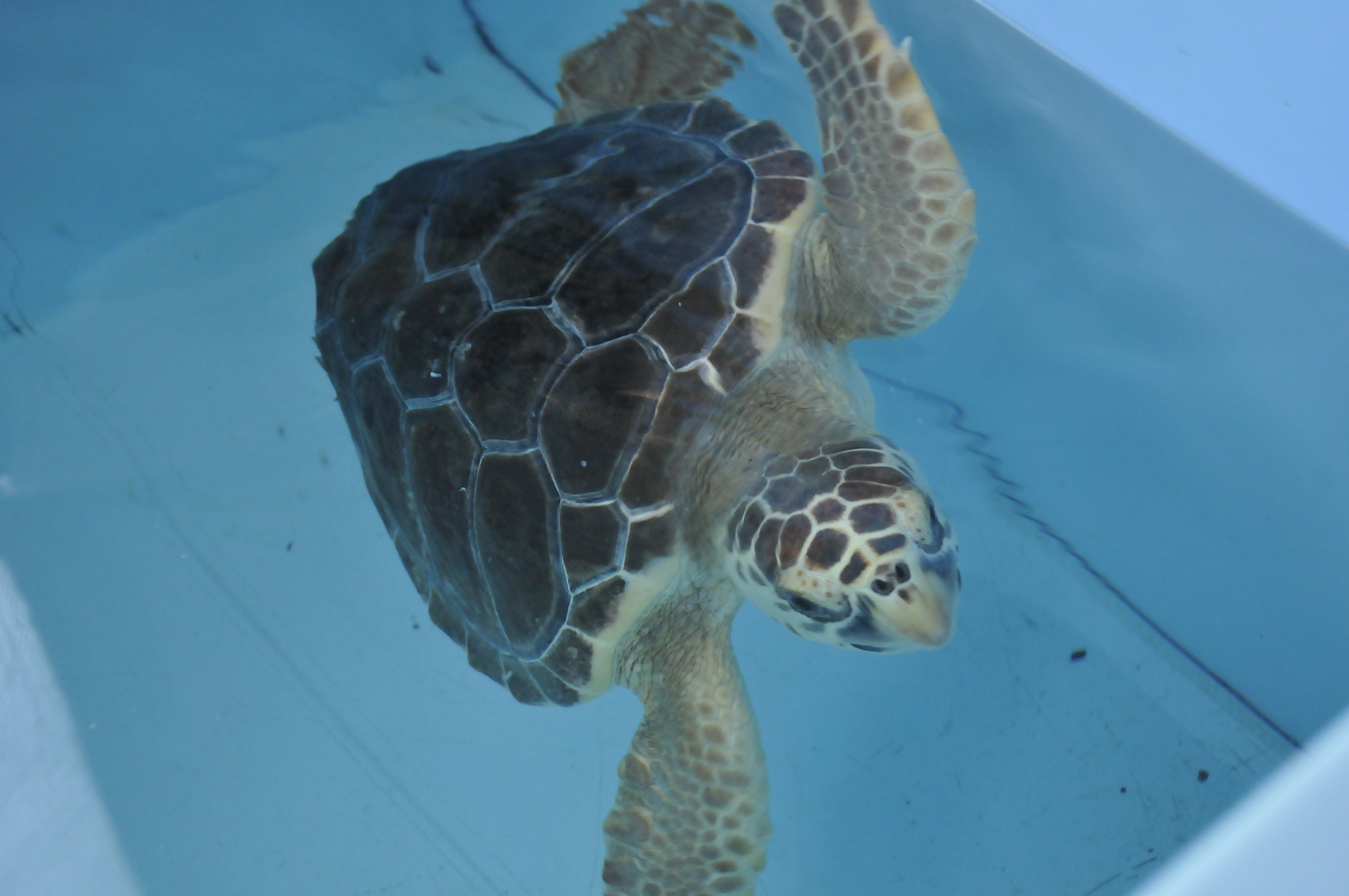 tartaruga sotto acqua