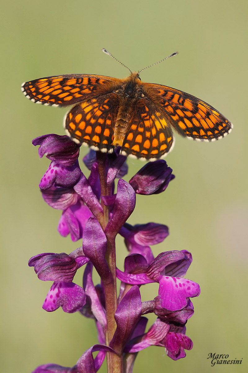 Farfalla su orchidea