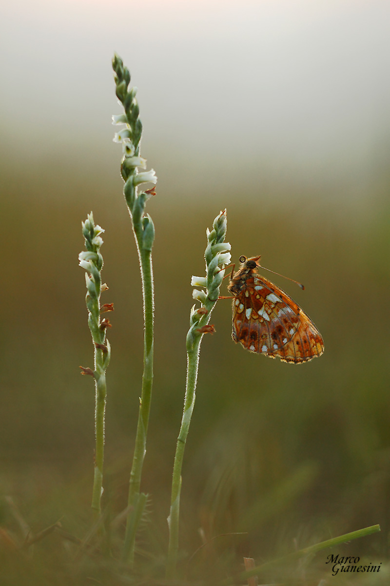 Farfalla su orchidea