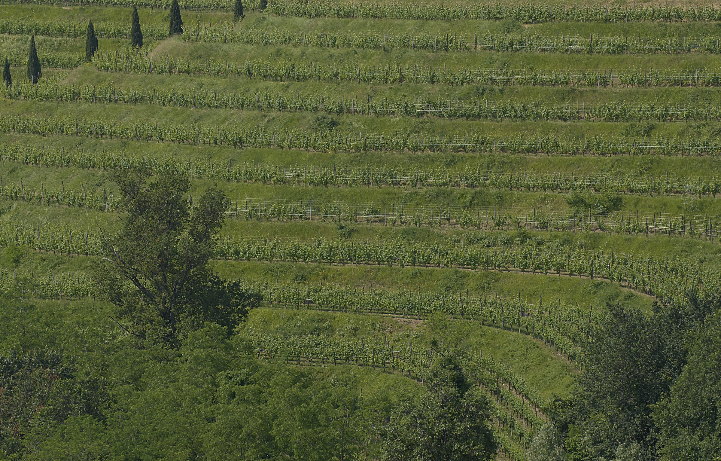 Vineyards in the Horn of Rosazzo -ud-