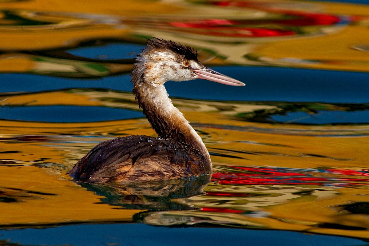 Svasso Juv, nei colori del Lago D'Iseo