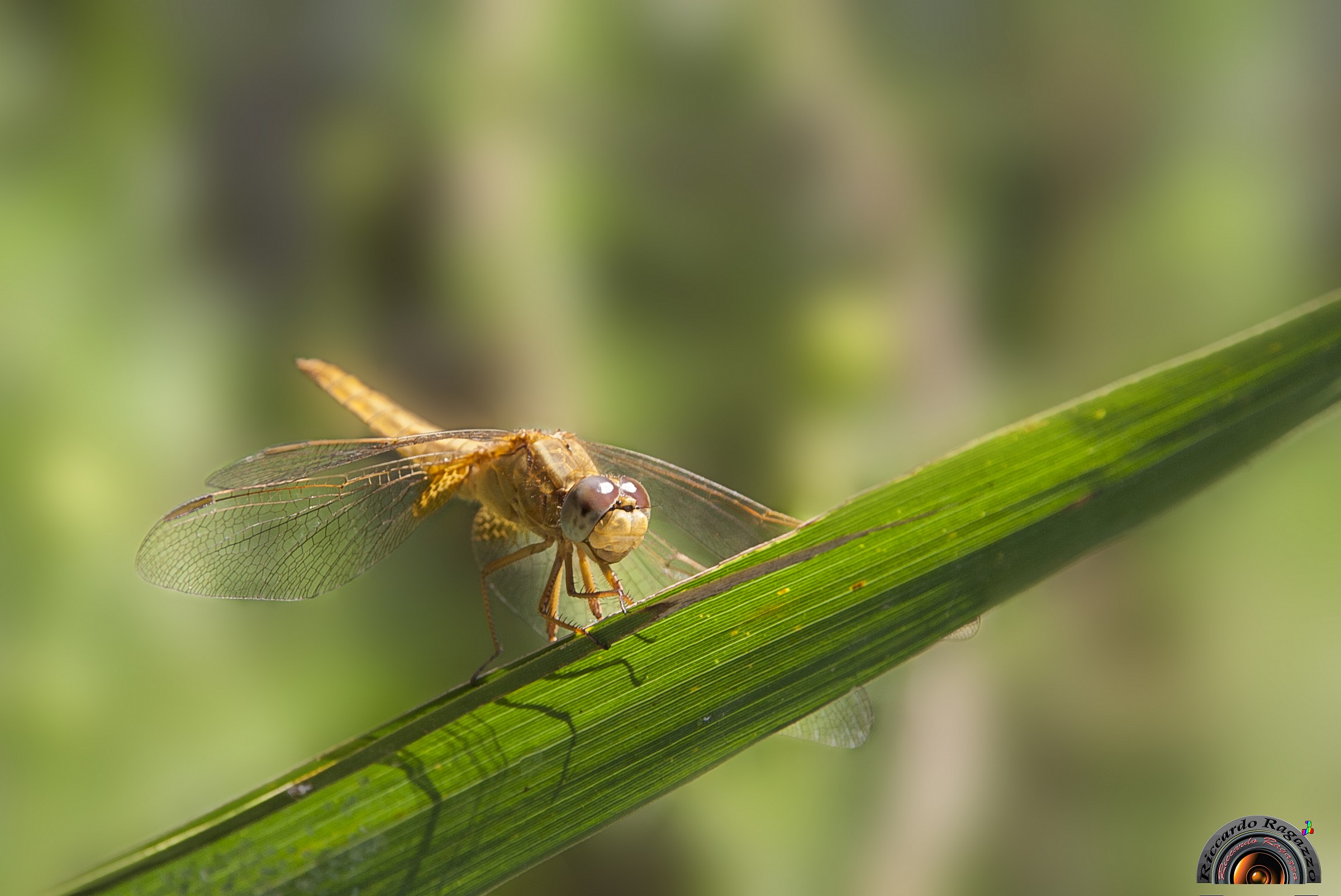 from the Camargue without fear