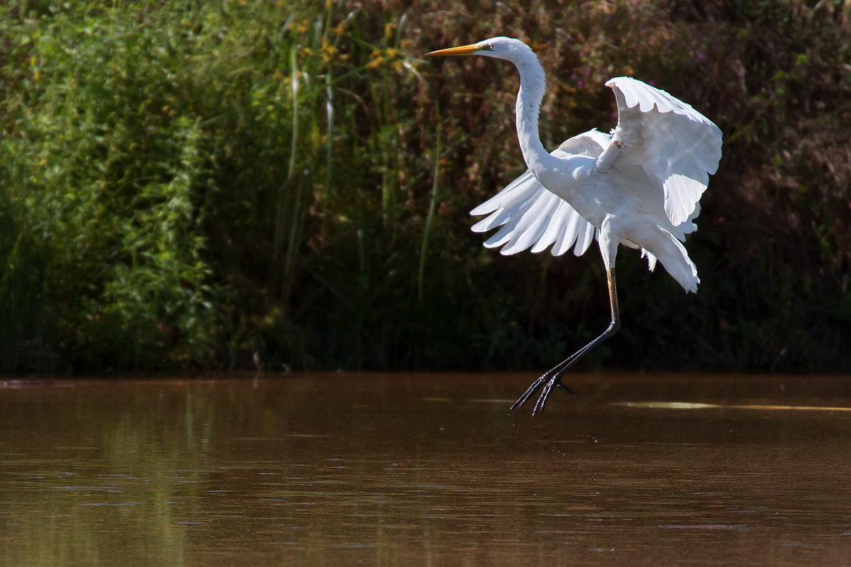 Atterraggio dell'airone bianco