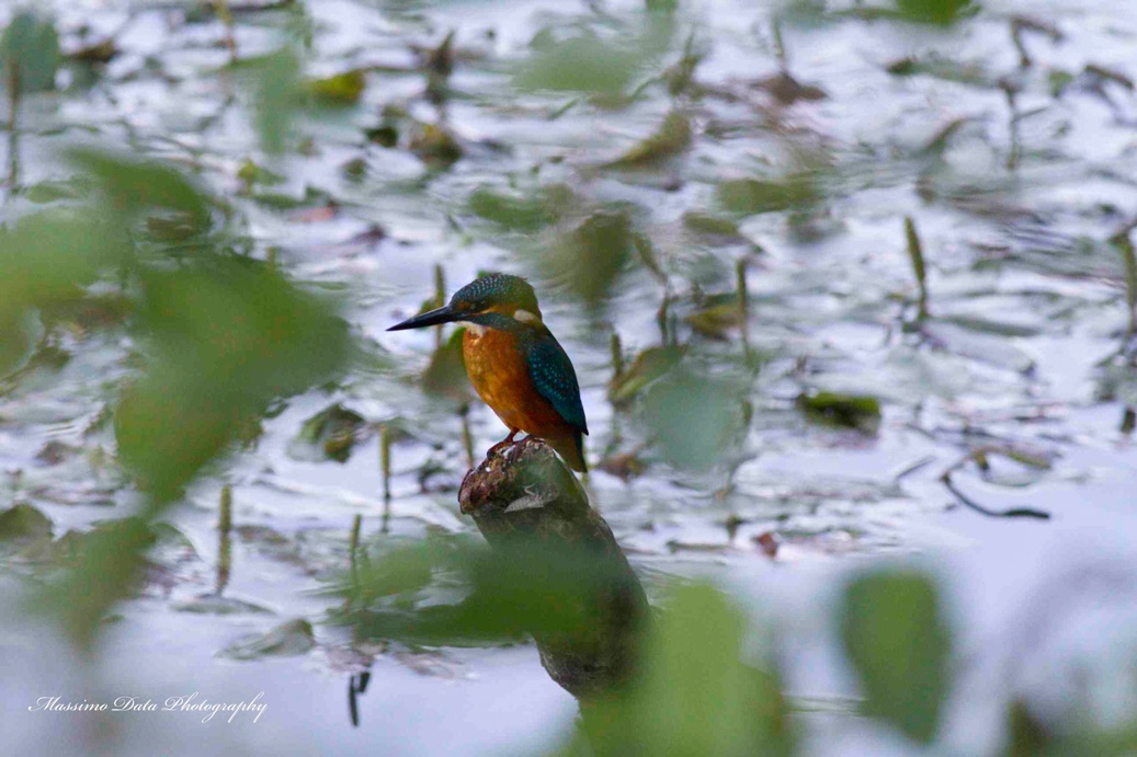 Martino...in mezzo alle foglie