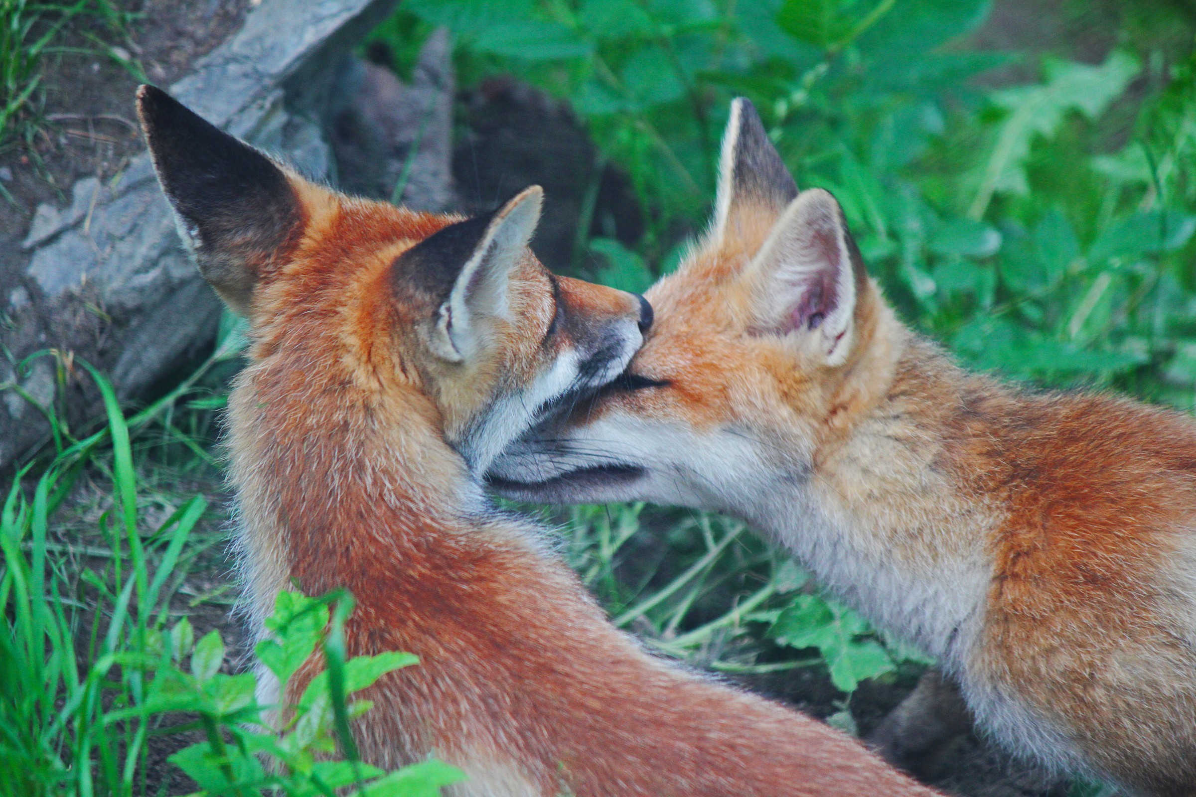 natural park of introd