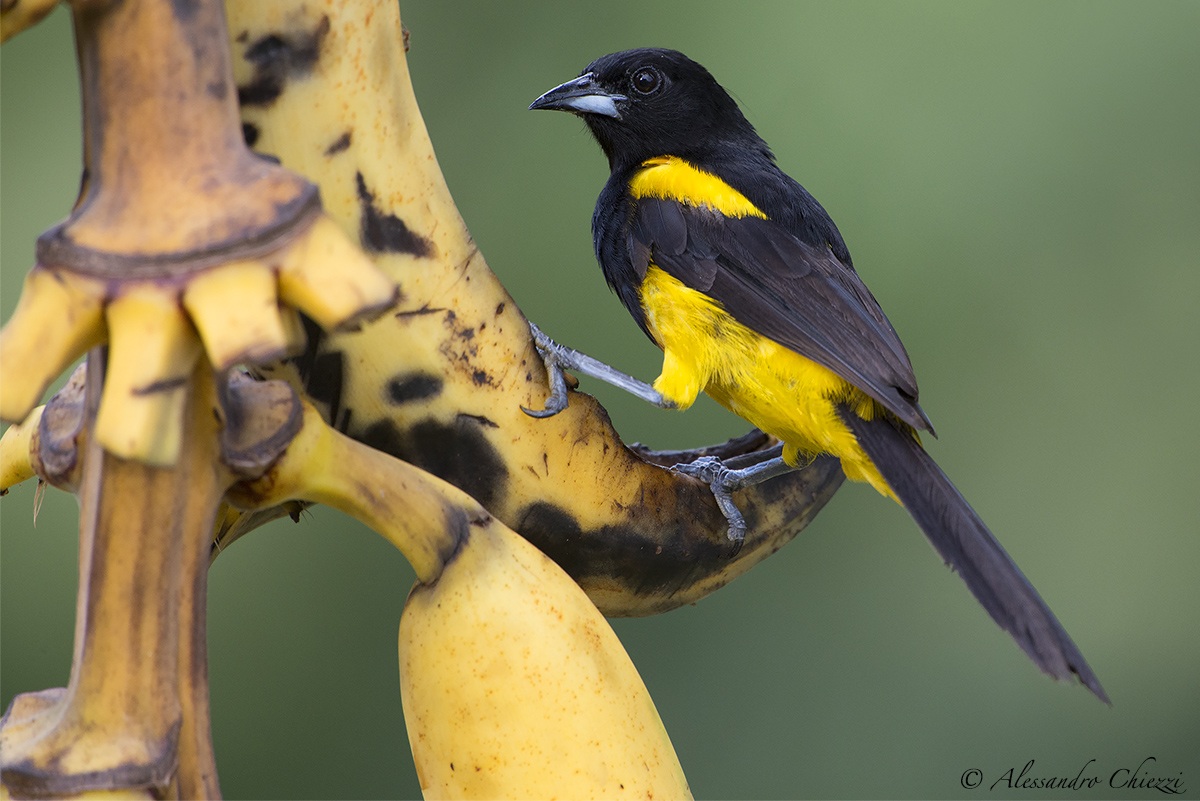 Oriolo giallo e nero