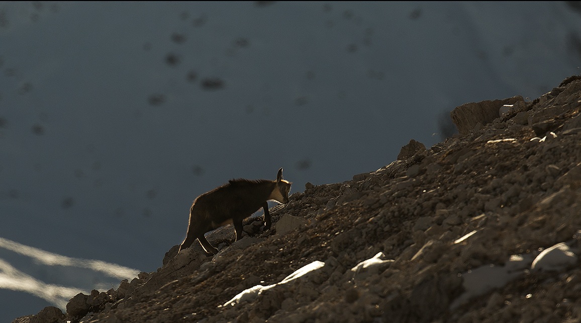 Small suede, winter evening.