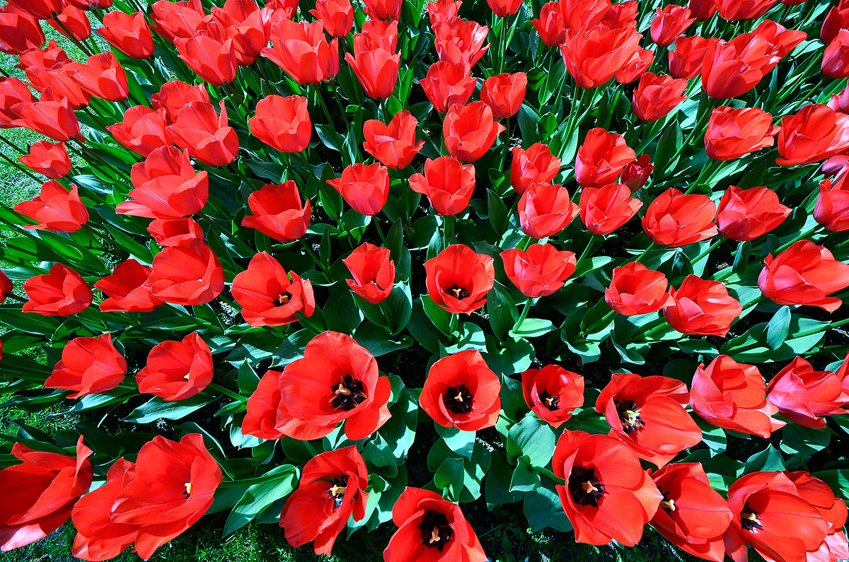 Explosion of tulips