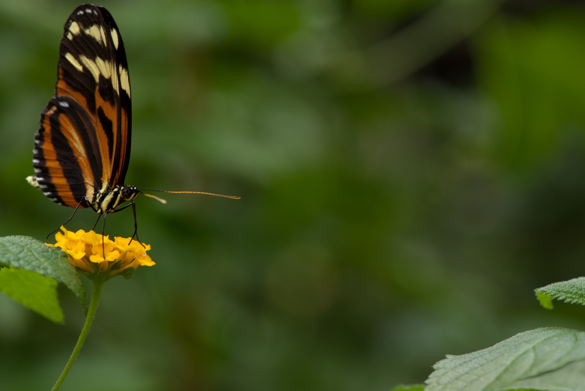 Butterfly House in Bordon