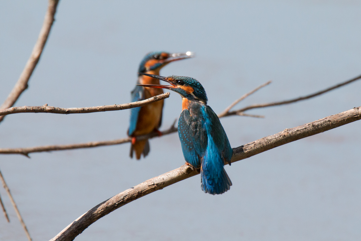 Battibecco tra martine