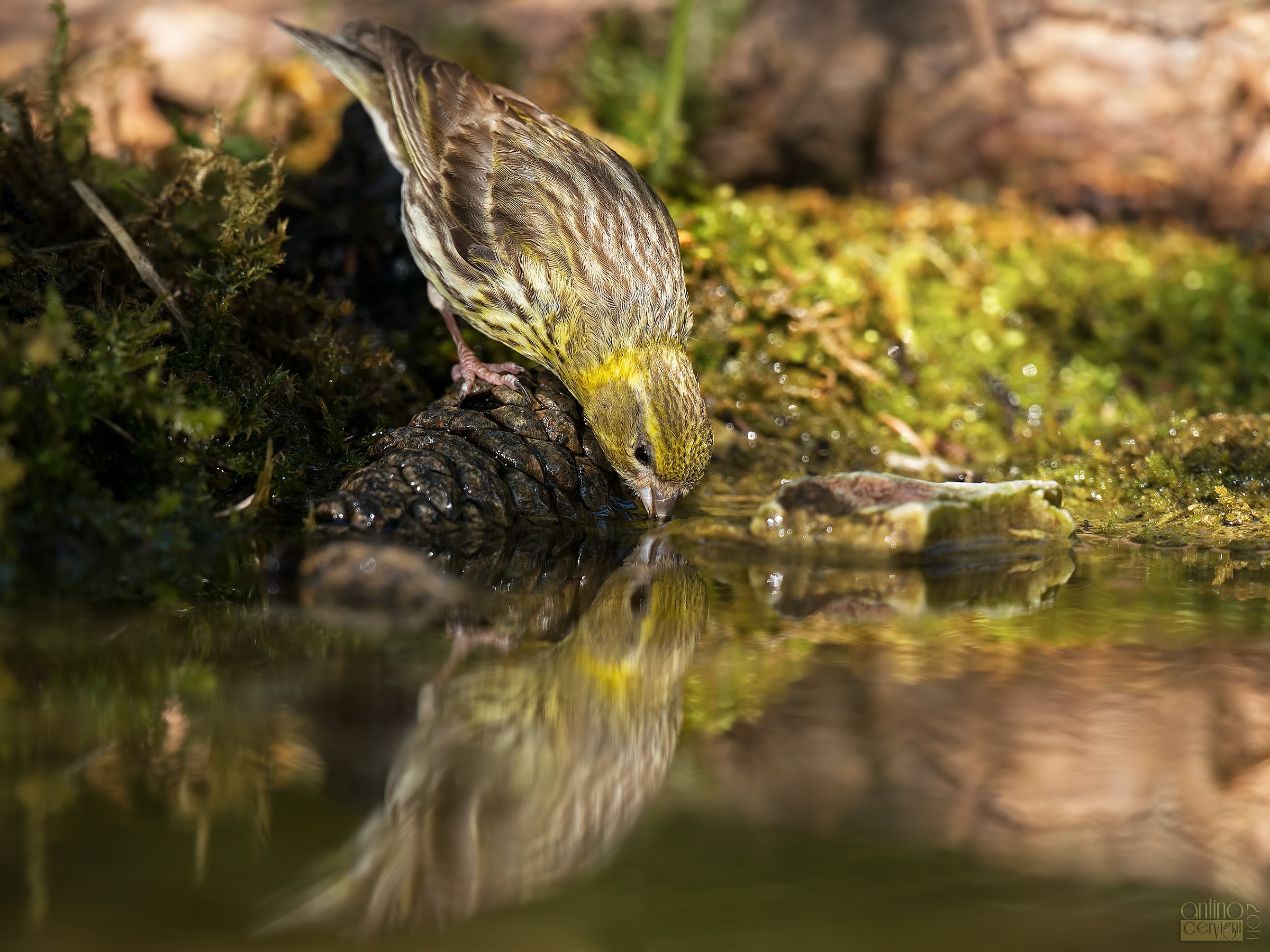 L'abbeverata del verzellino