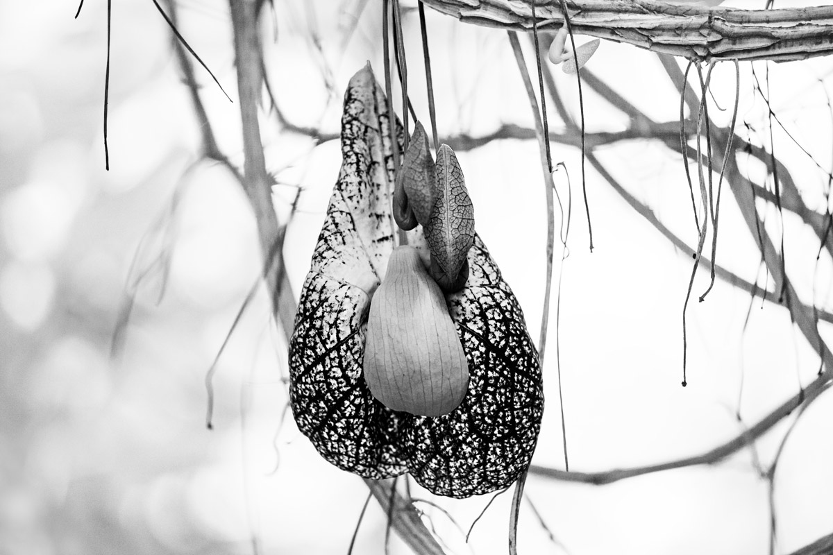 Invasione degli ultracorpi