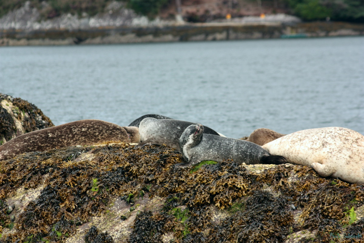 seals
