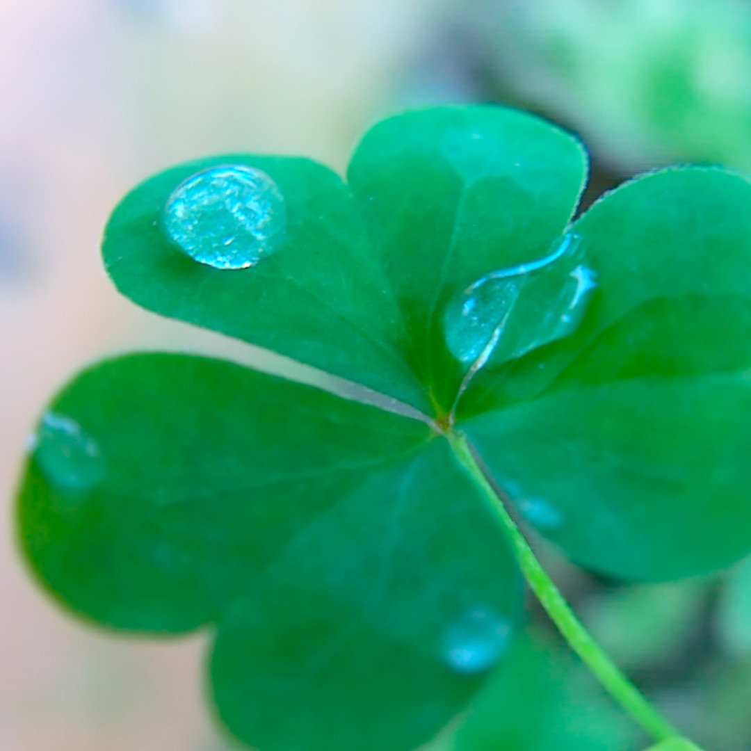 four-leaf clover