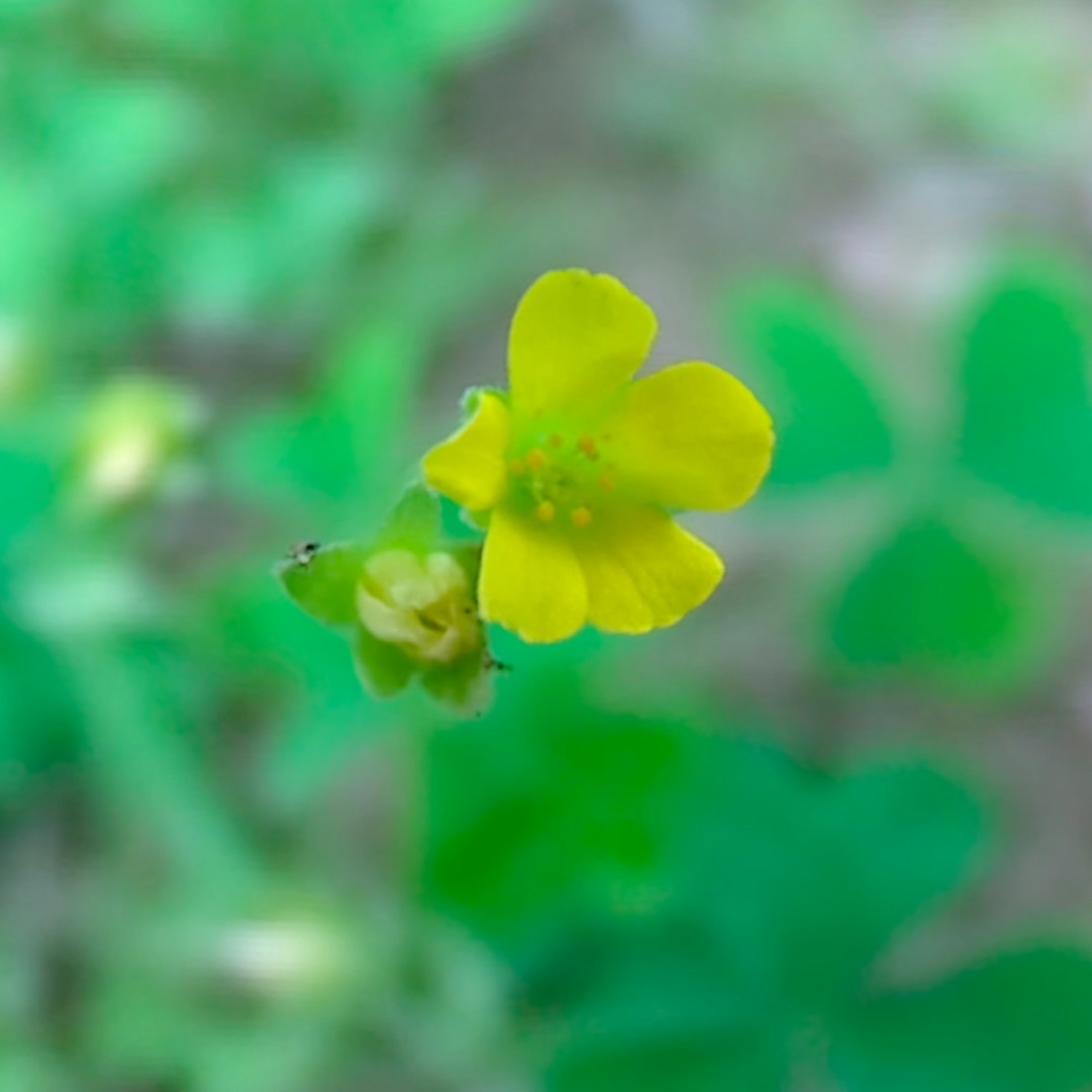 small yellow flower