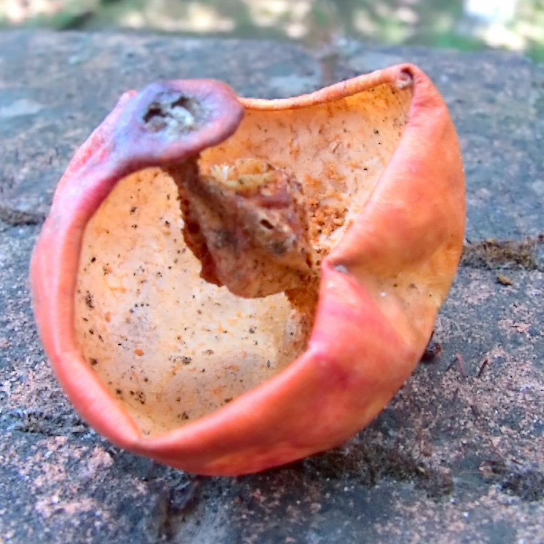 Apple eaten by a wasp