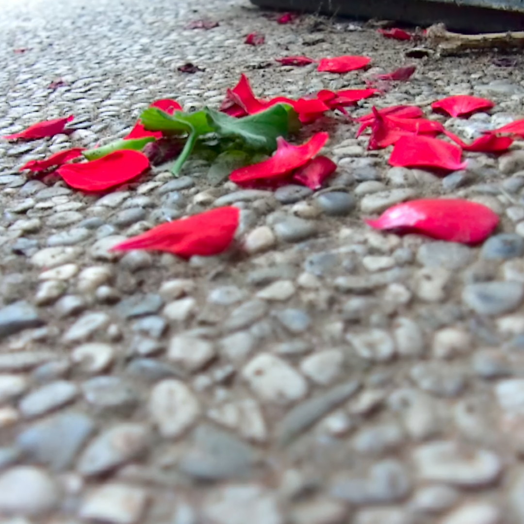 geranium petals and leaf