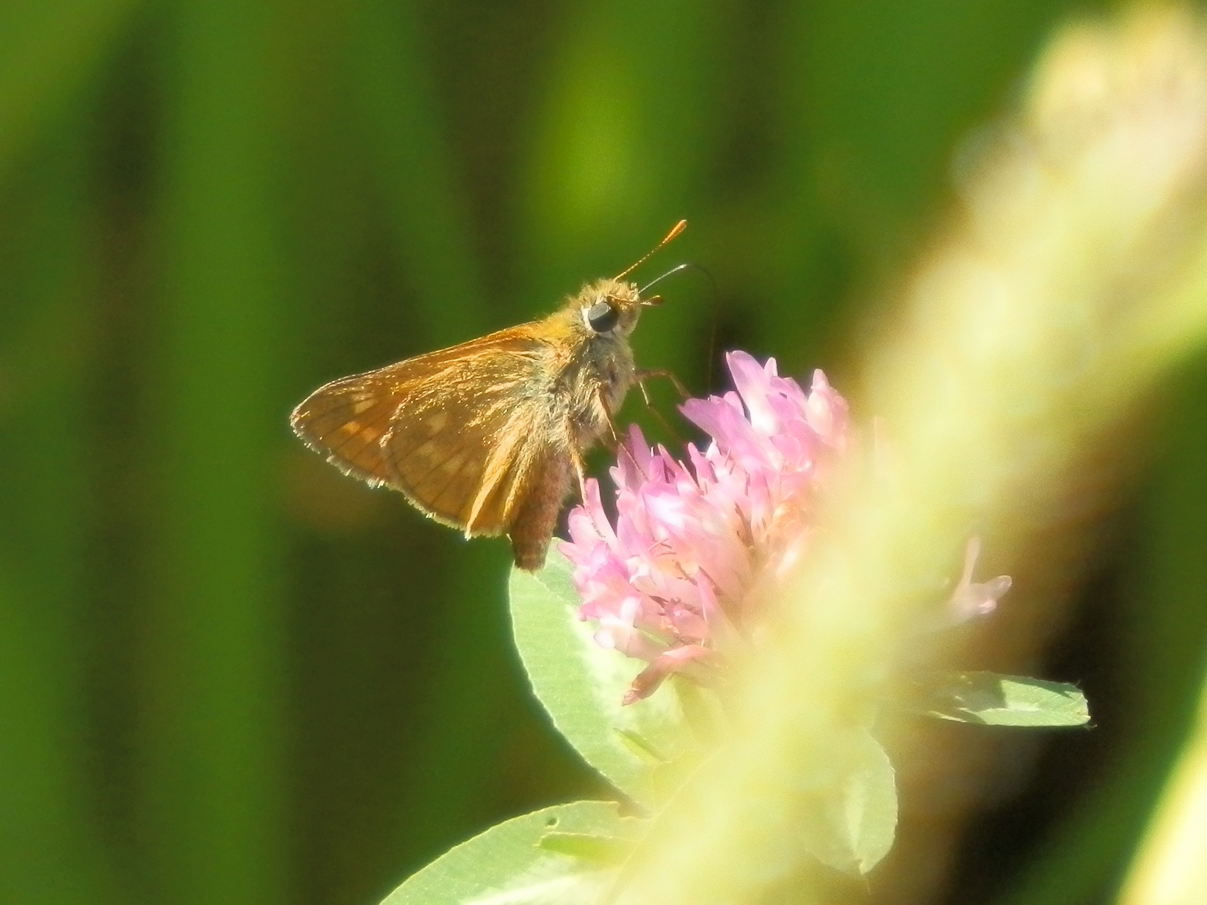 piccola farfalla con fiore di campo