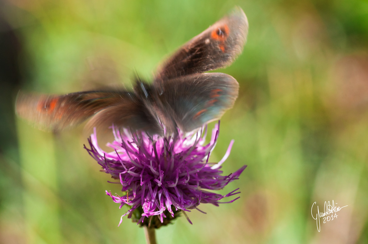 Butterfly on the move