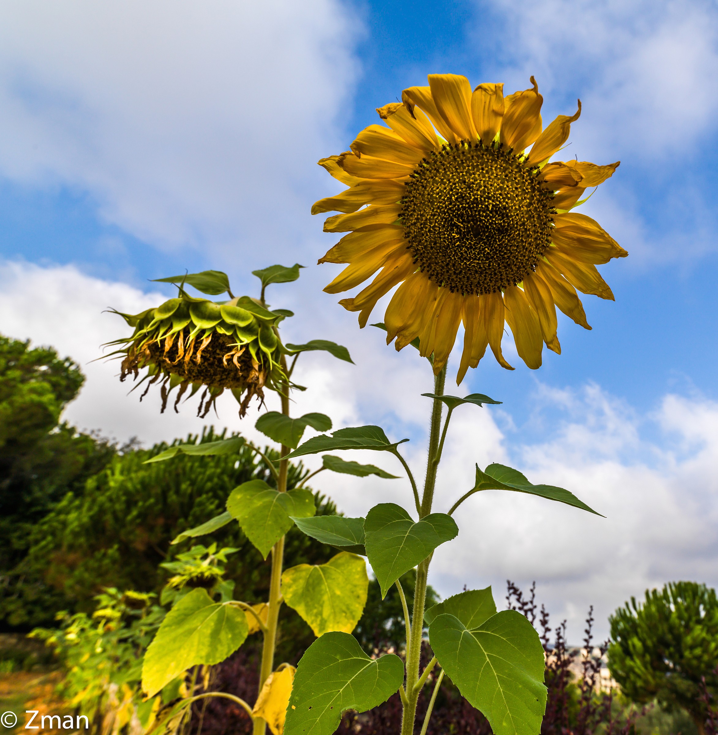 Girasoli nel nostro giardino