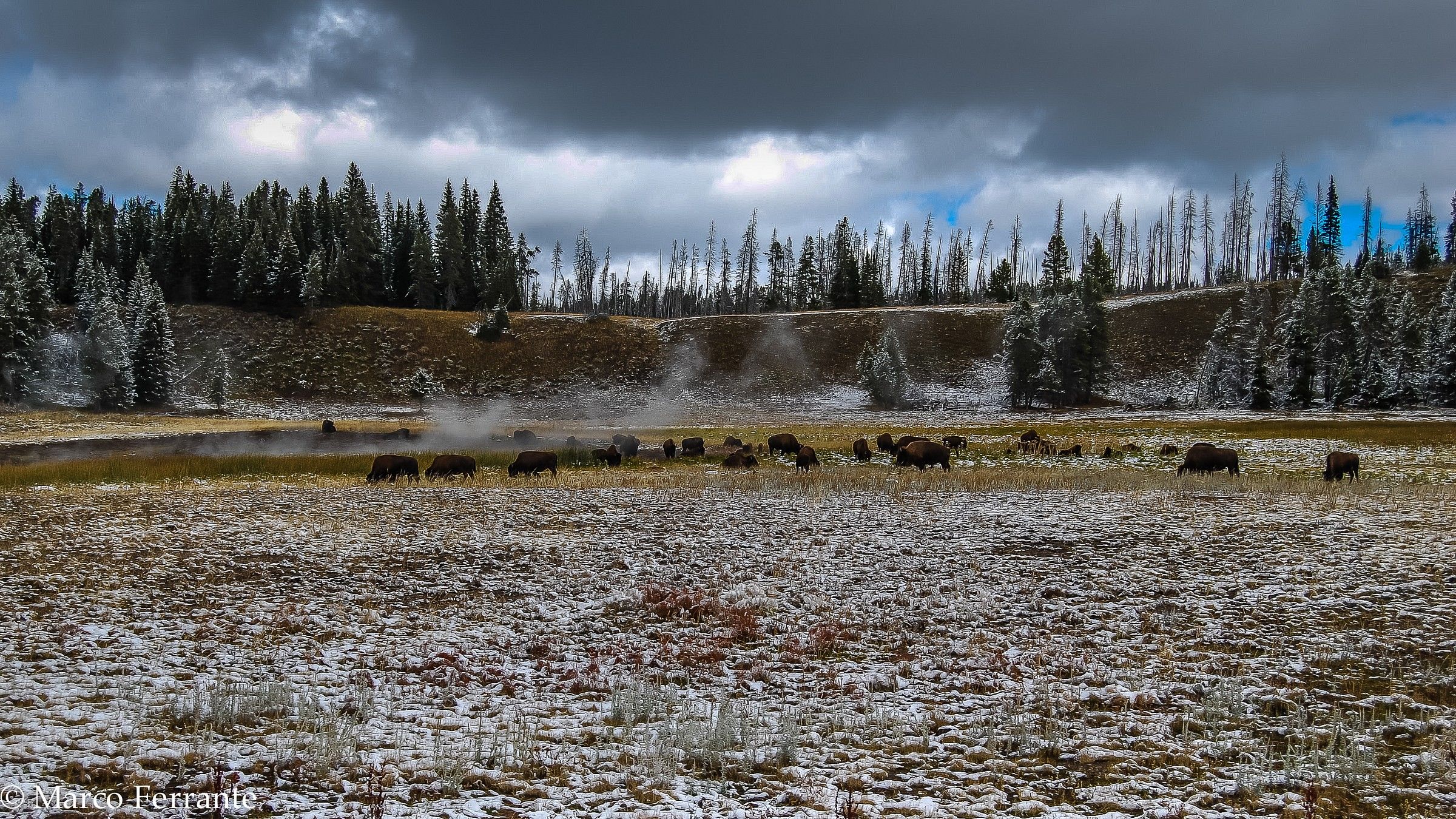 Yellowstone, bisonti