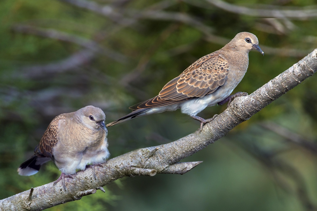 I due fratelli - Tortora juv.