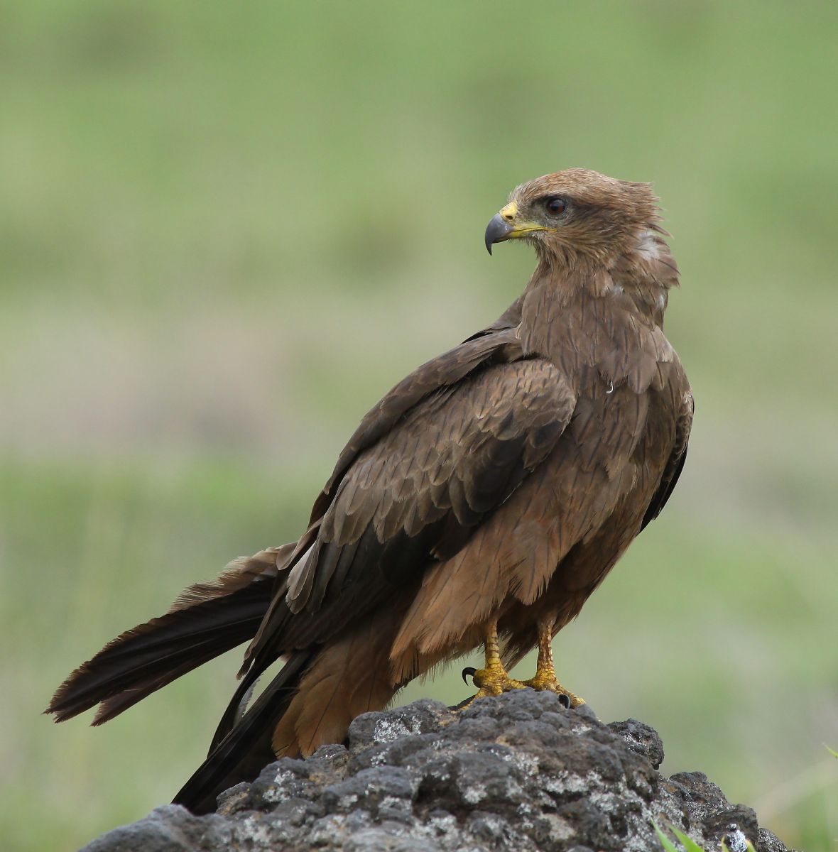 Black Kite
