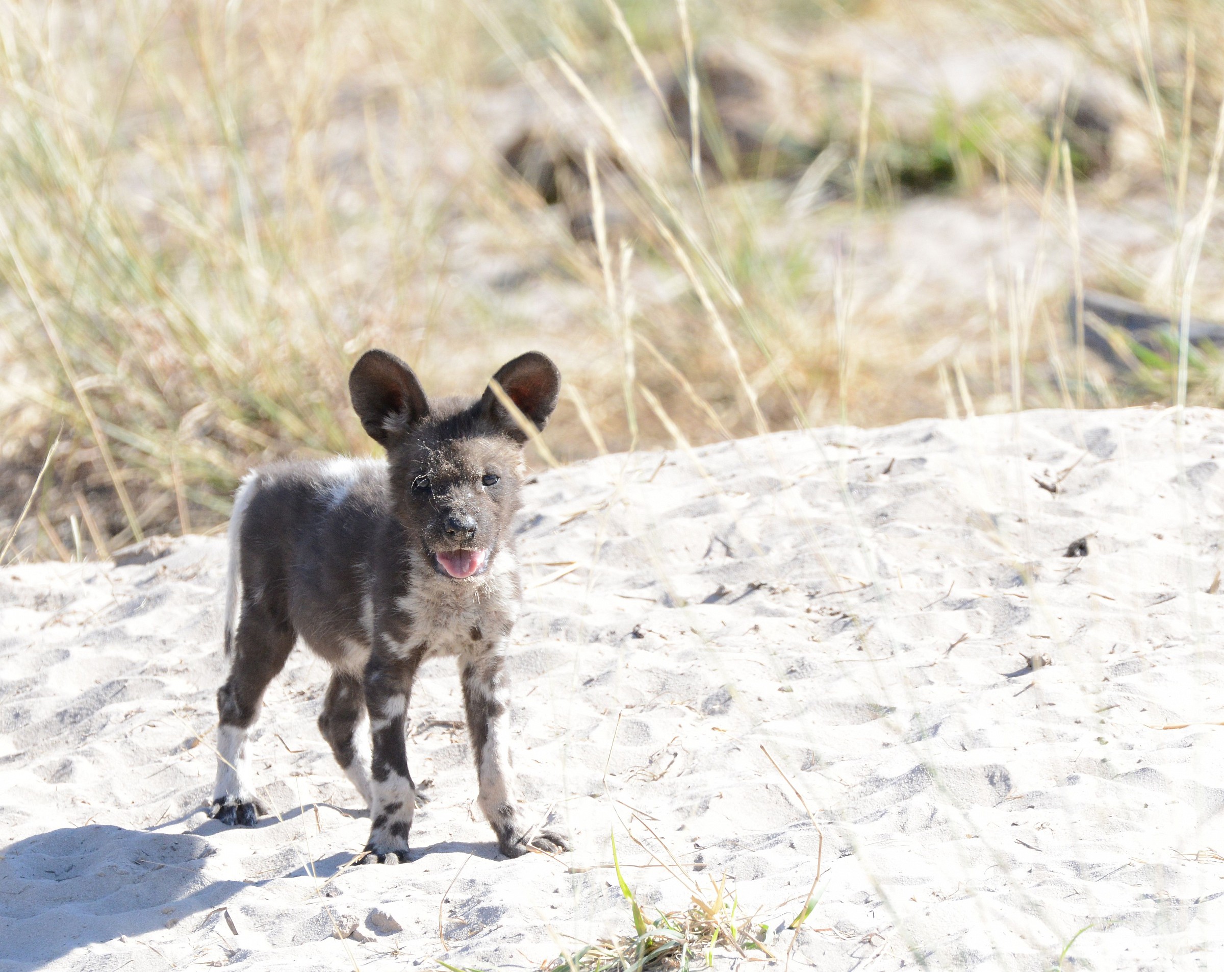 African wild dog cub