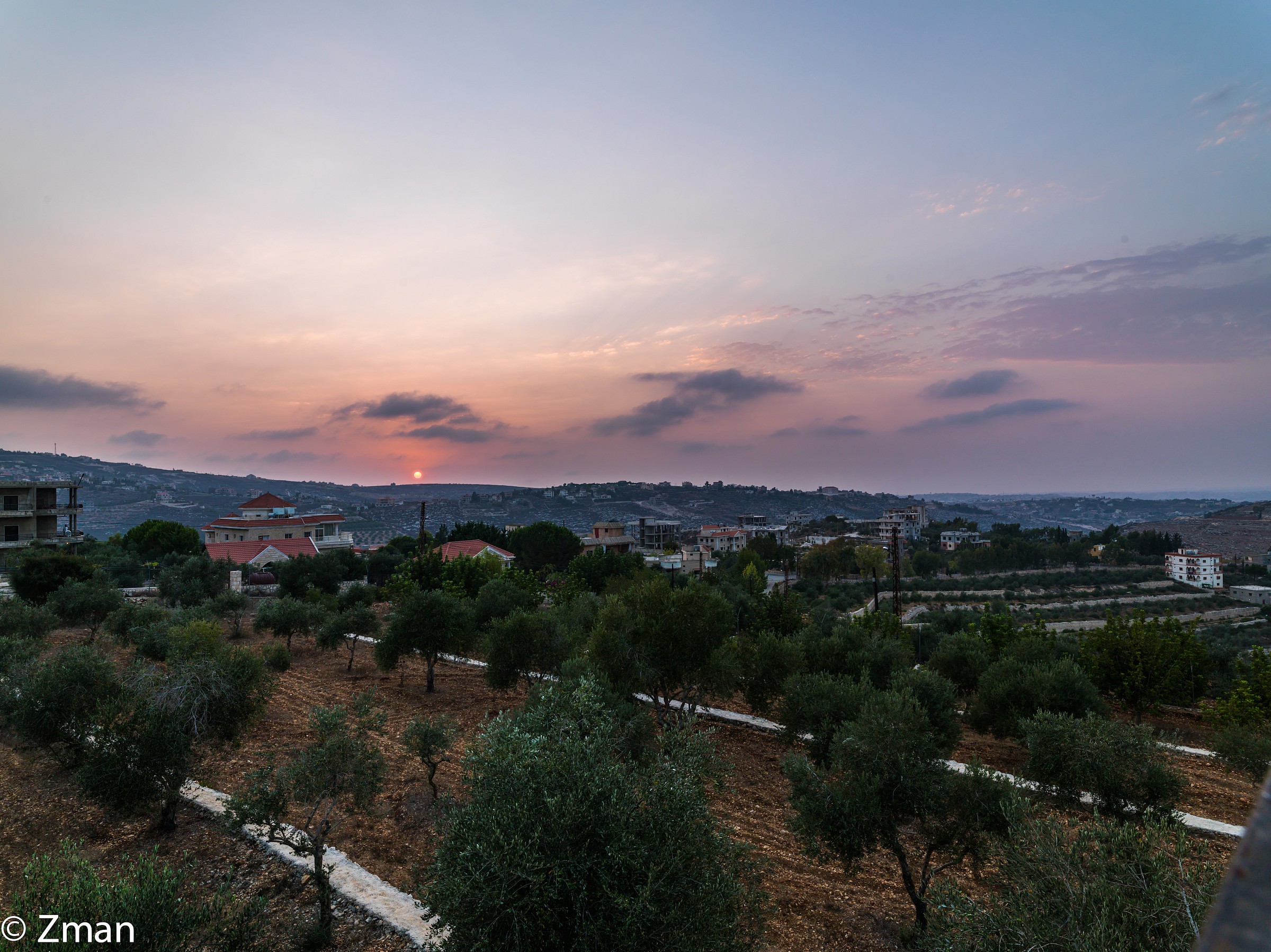 Il campo Olive al tramonto