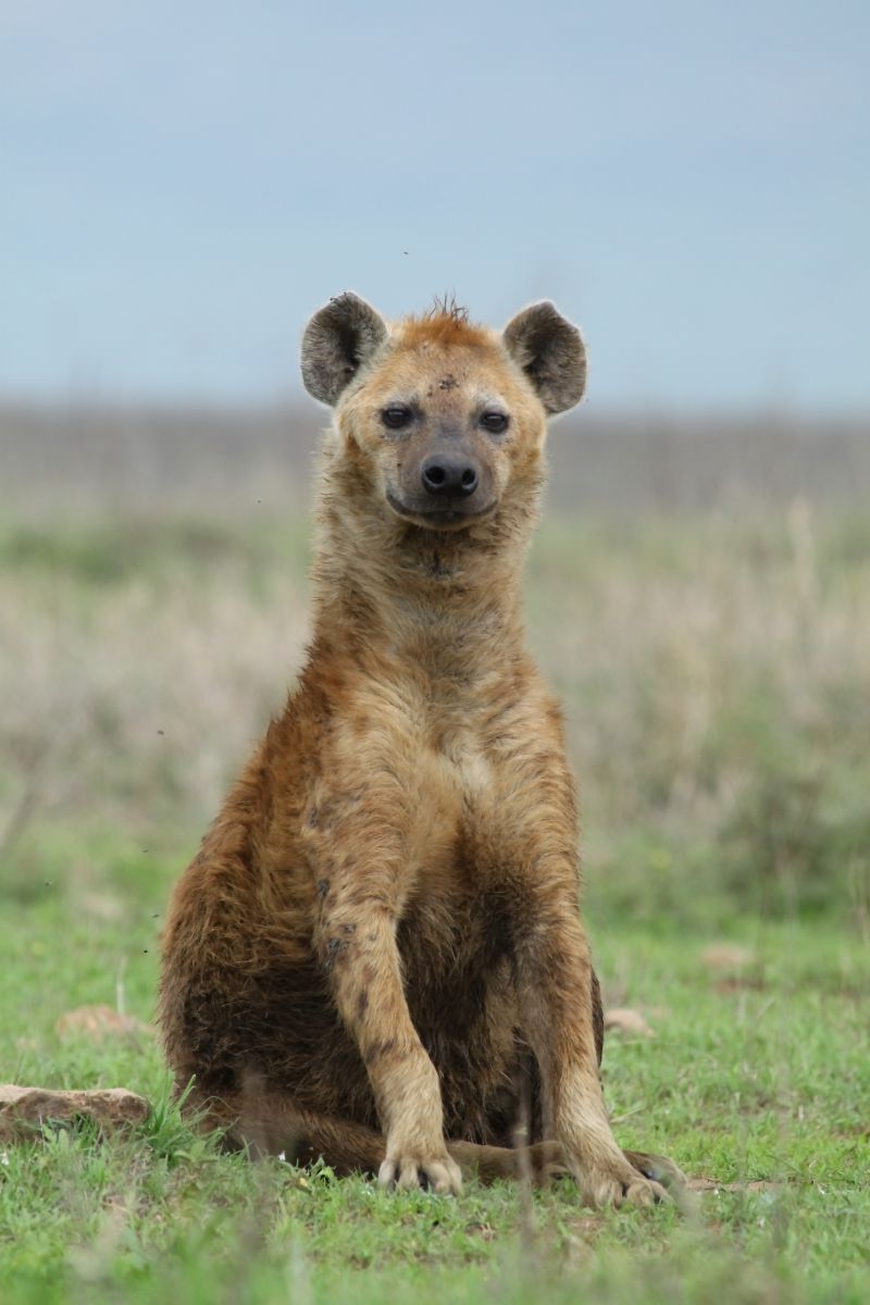 Nice hyena