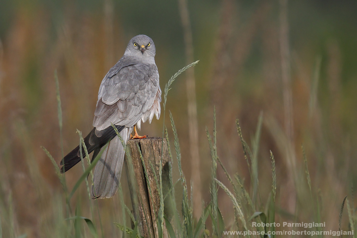 Montagu's Harrier
