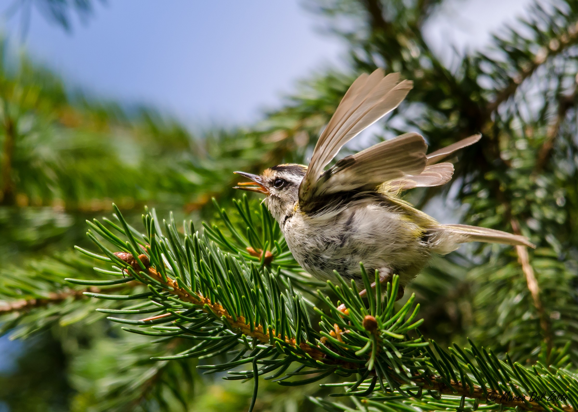 L'urlo del giovane fiorrancino