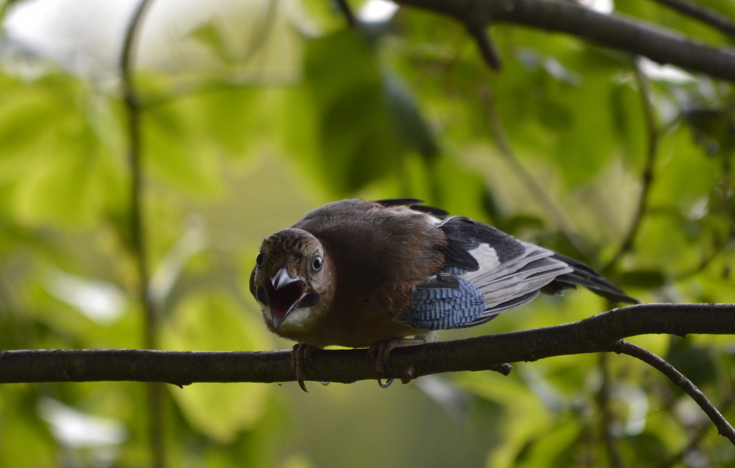 L'urlo della ghiandaia