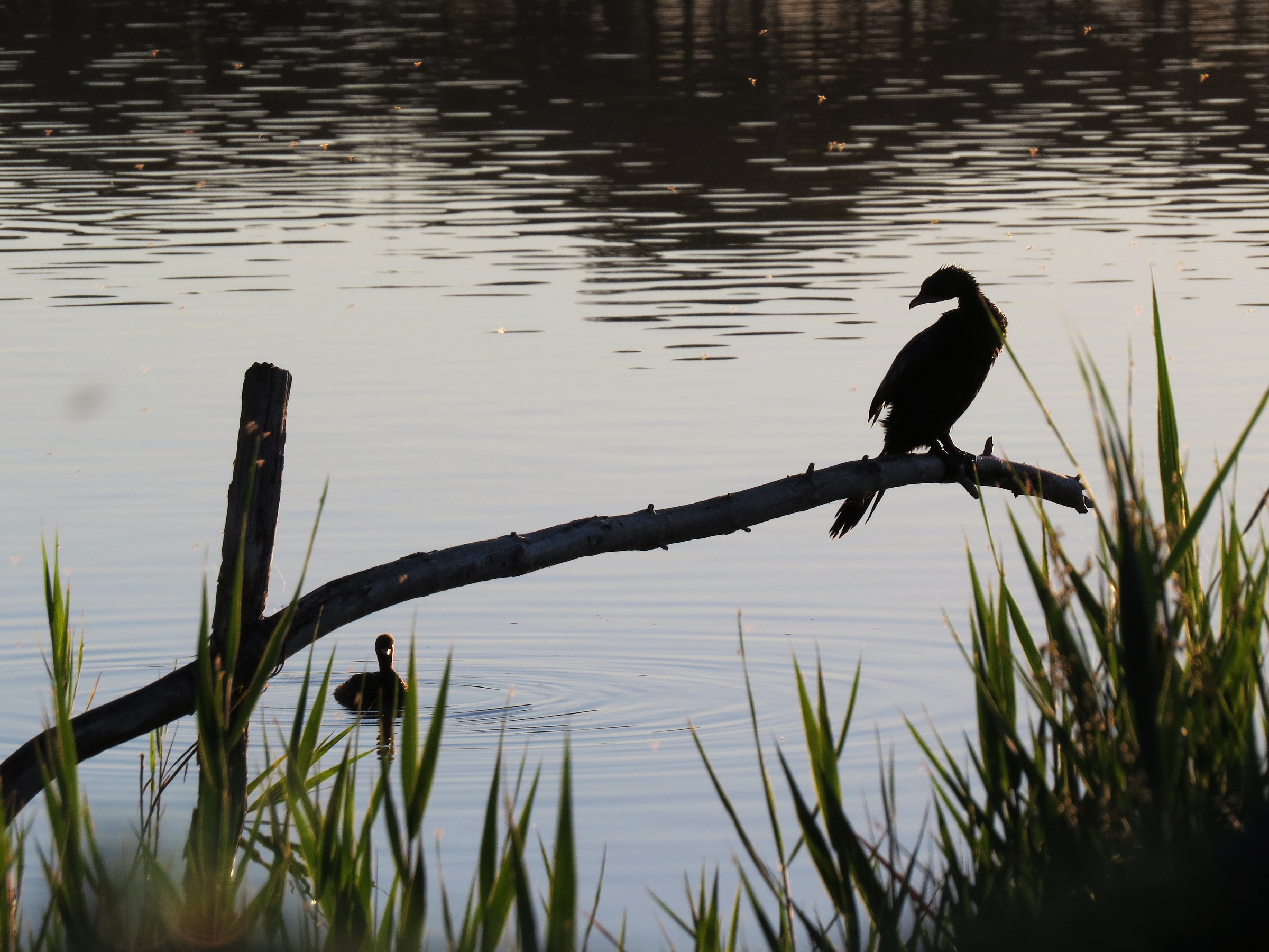 Marangone minore e Tuffetto