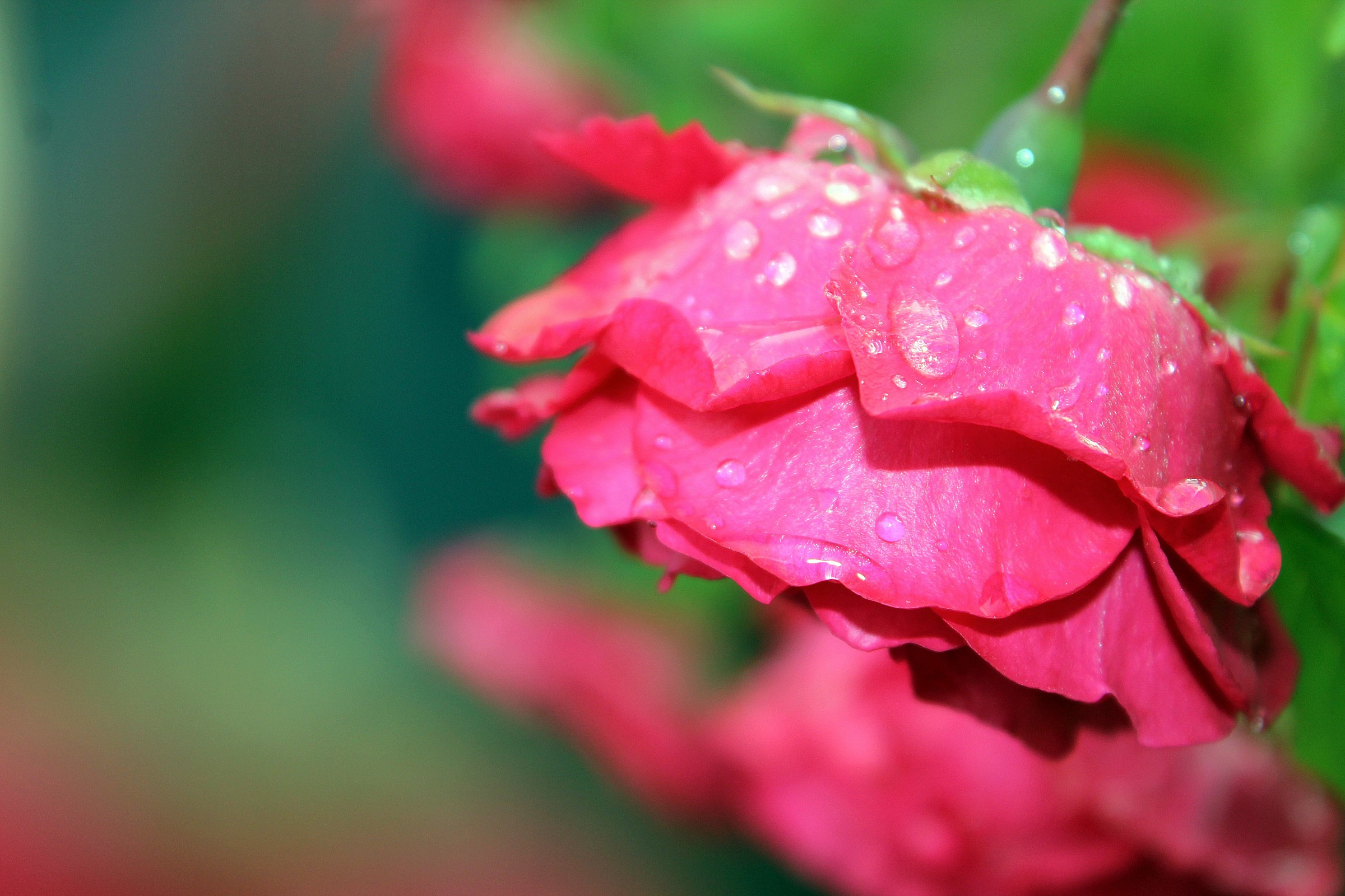 Rose dopo la pioggia
