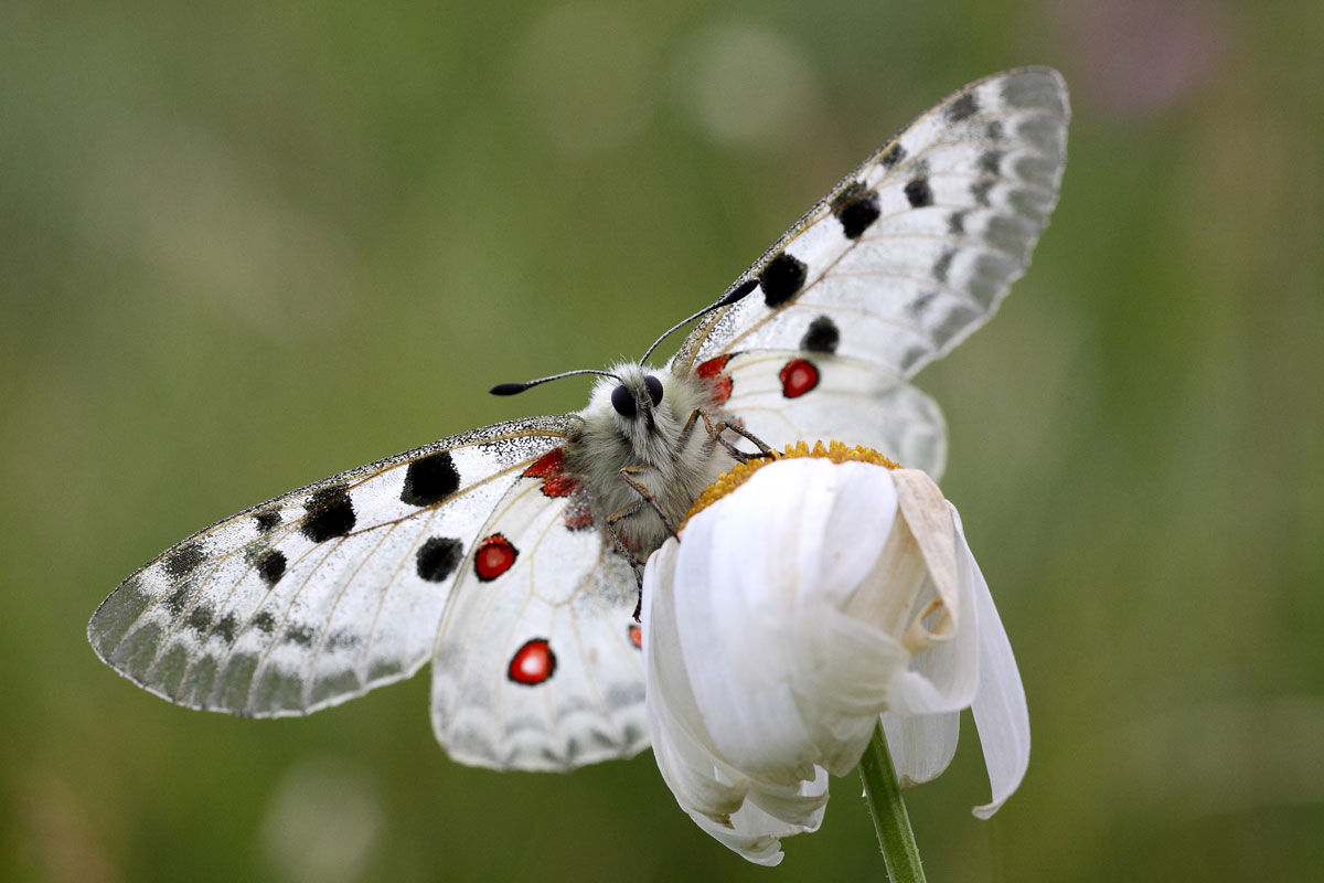 Parnassius apollo