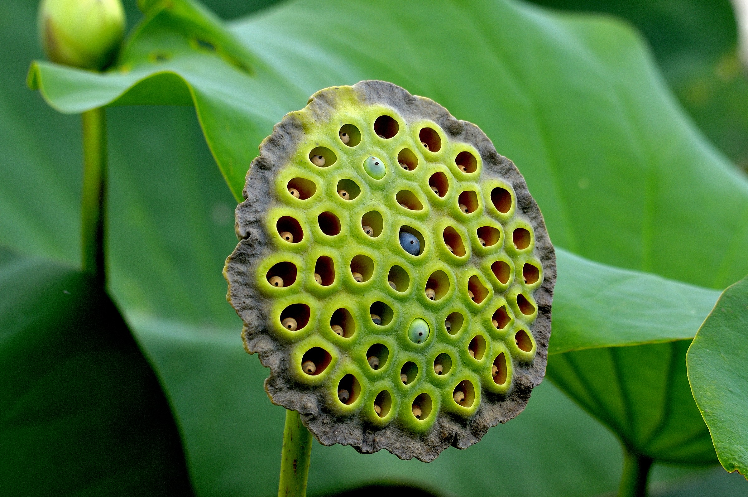 prima l ho fumato...