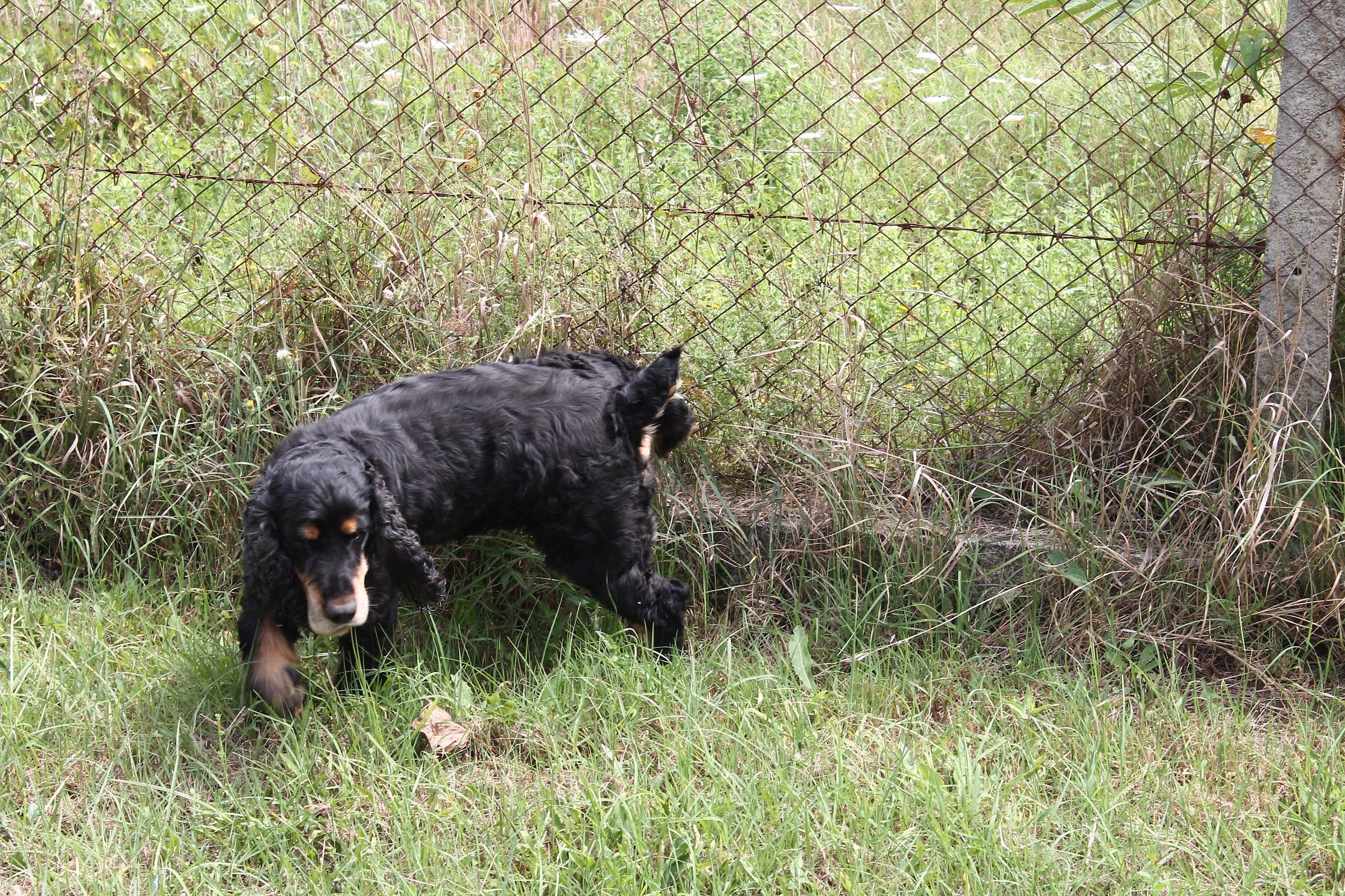 toto 'coker not a simple but a little dog in charge