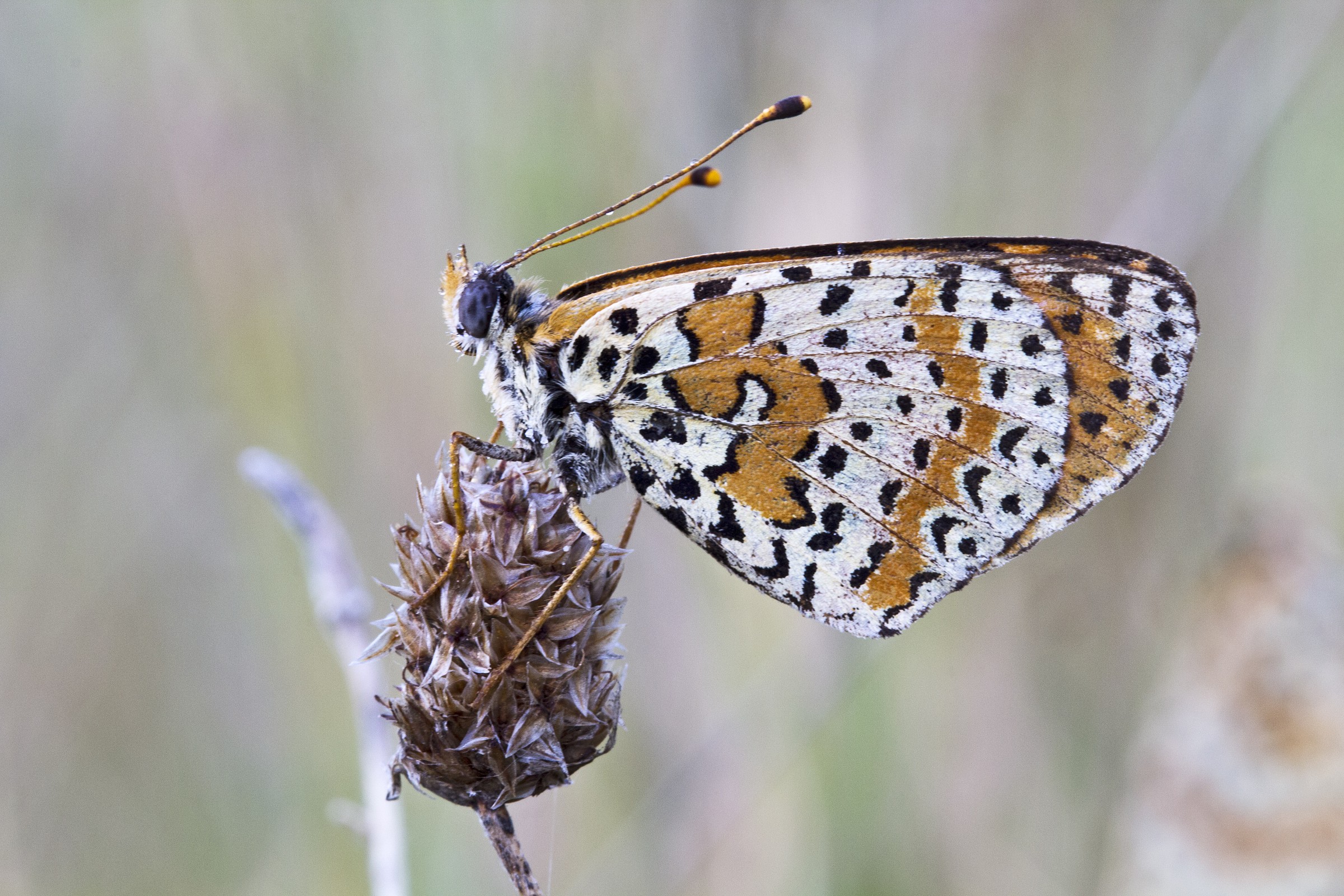 Melitaea didyma