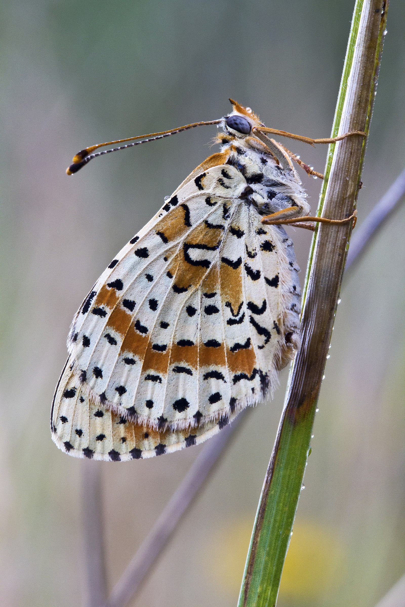 Melitaea didyma