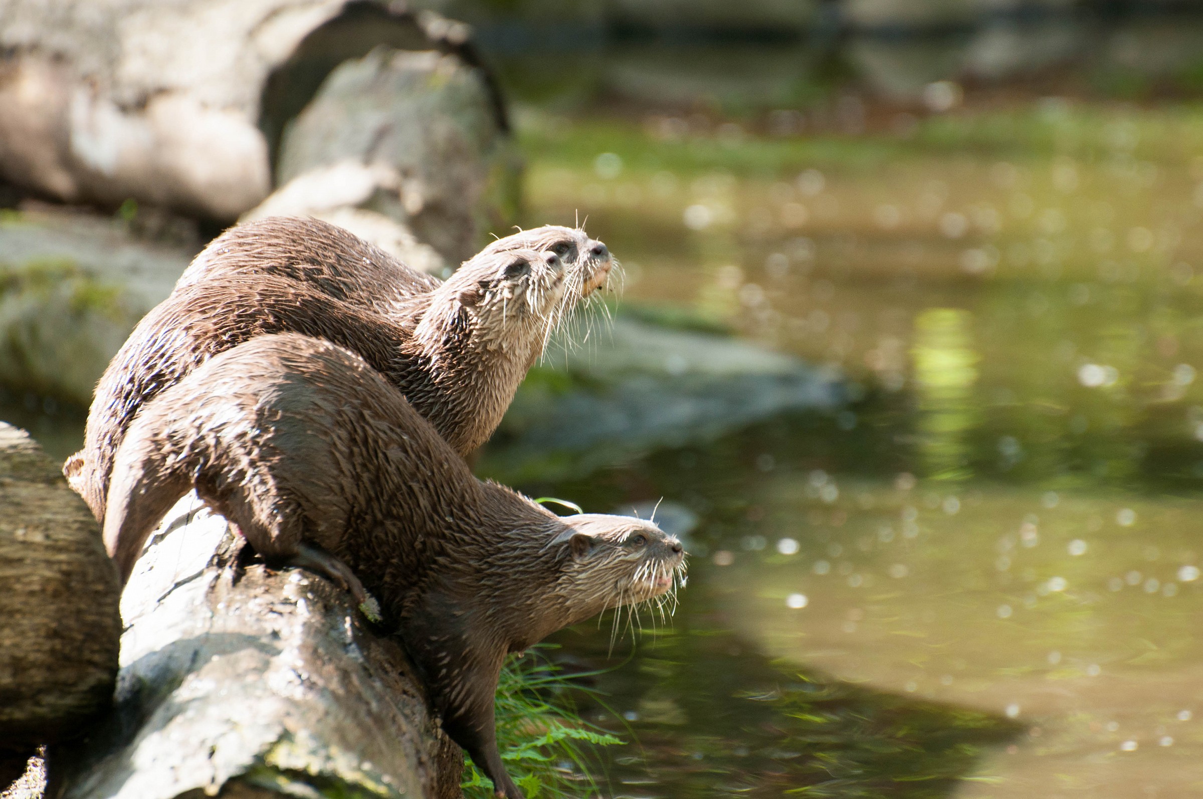 European Otter