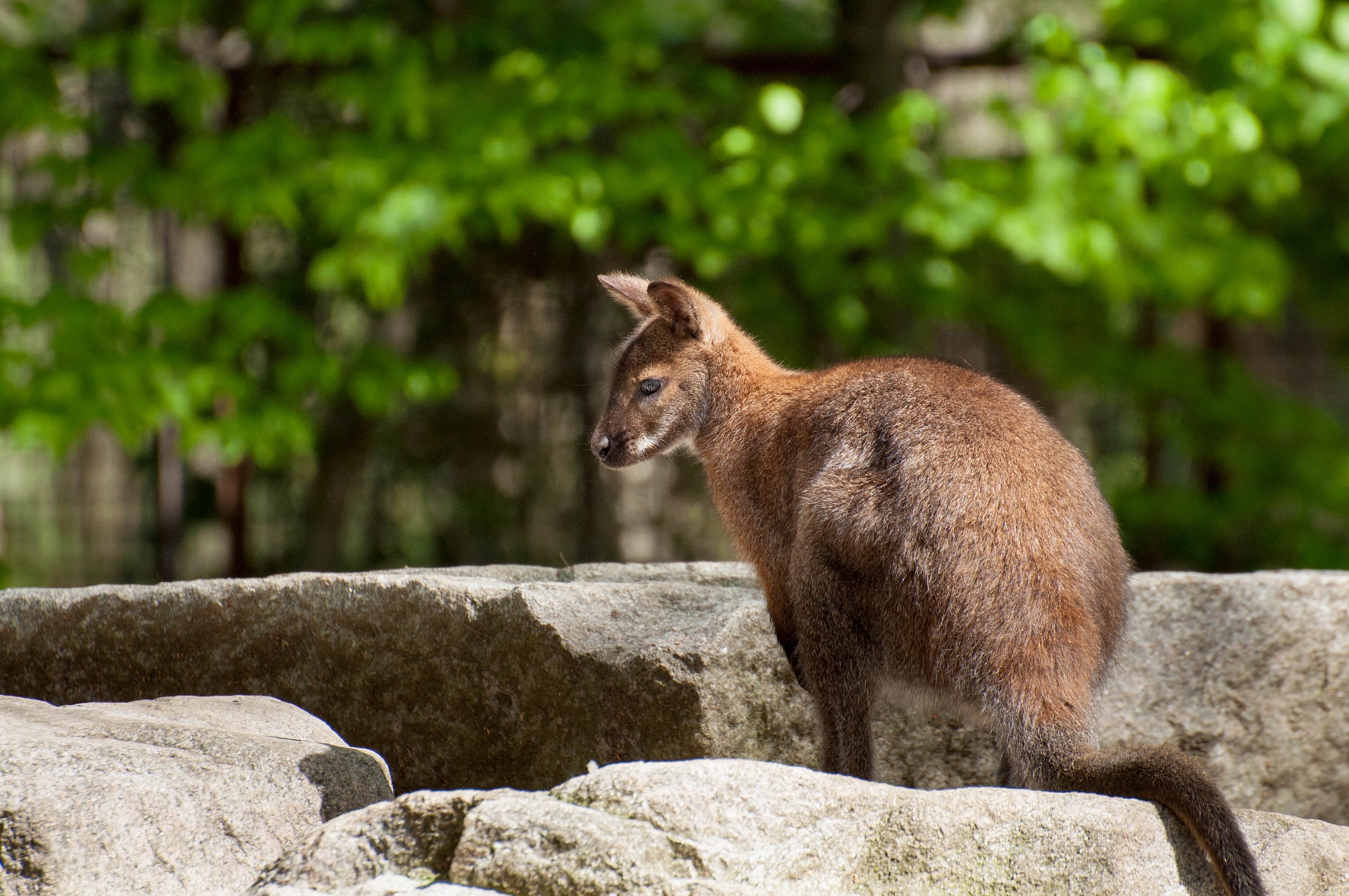 Red-necked Wallaby