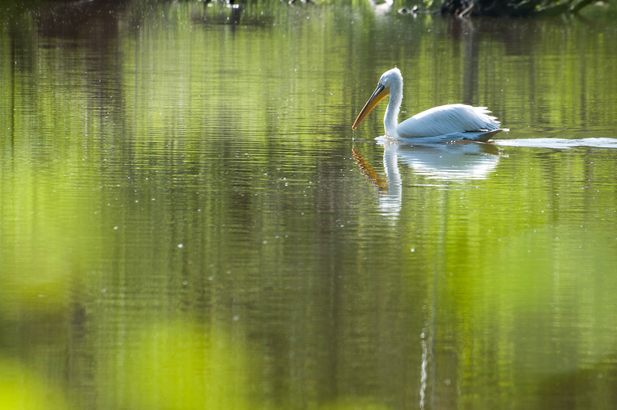 Dalmatian Pelican