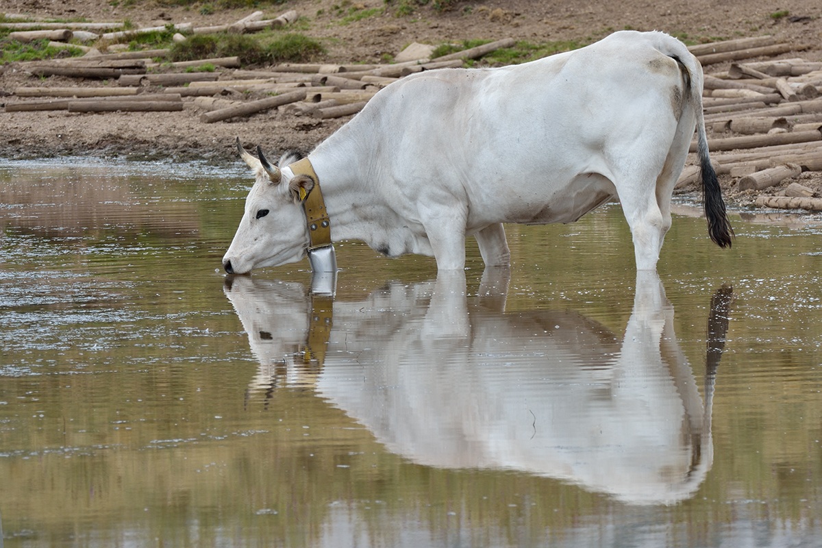Mucca al lago Racollo