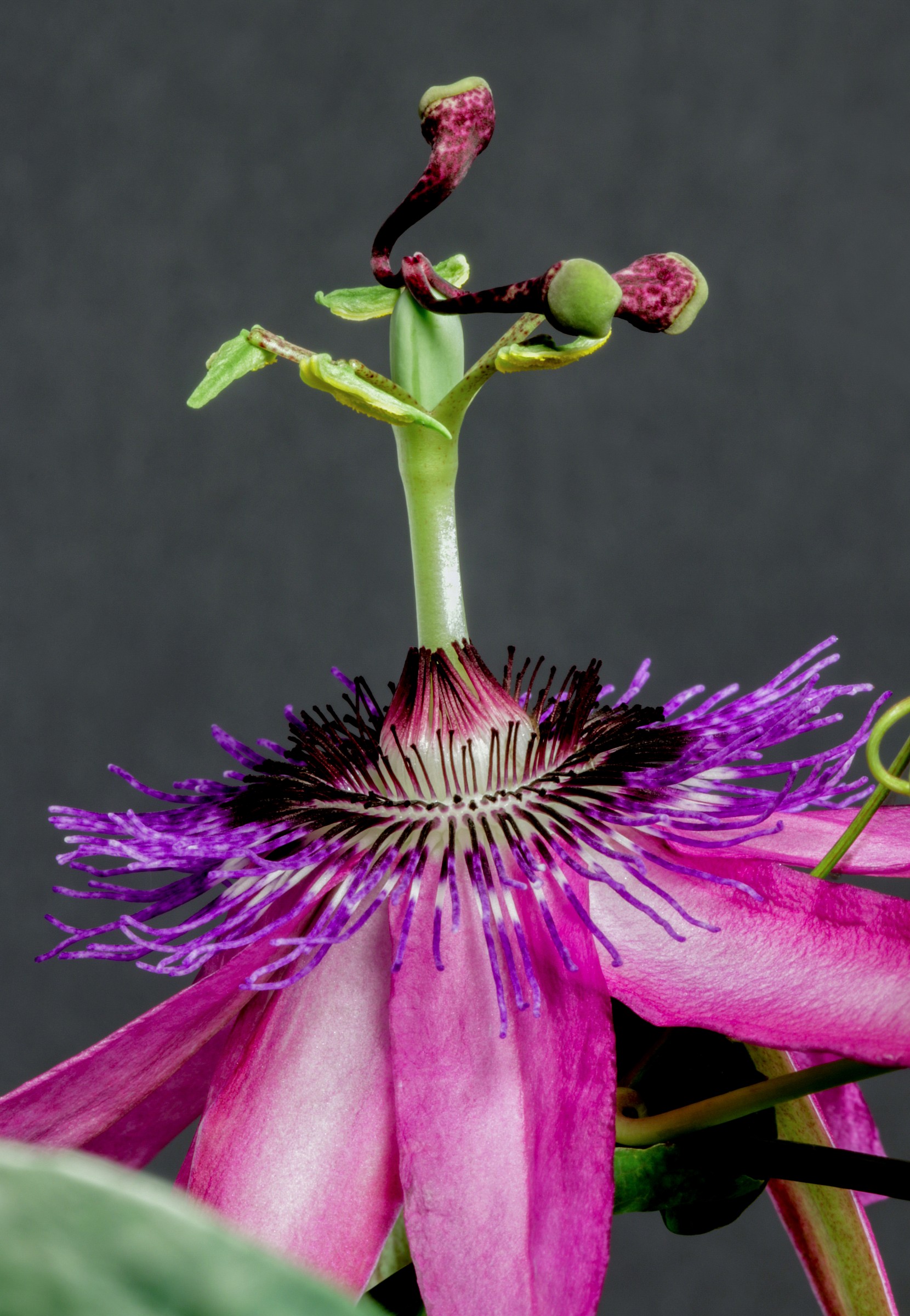 Passionflower
