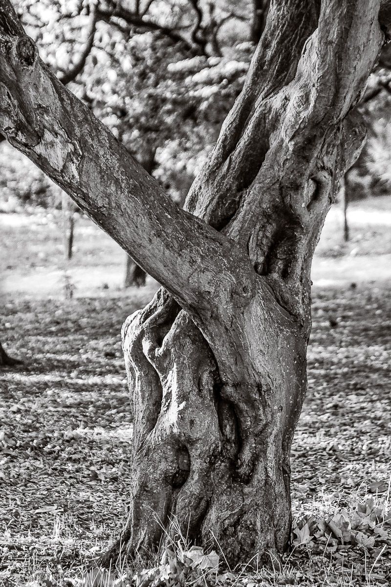 Permette un tango?.....