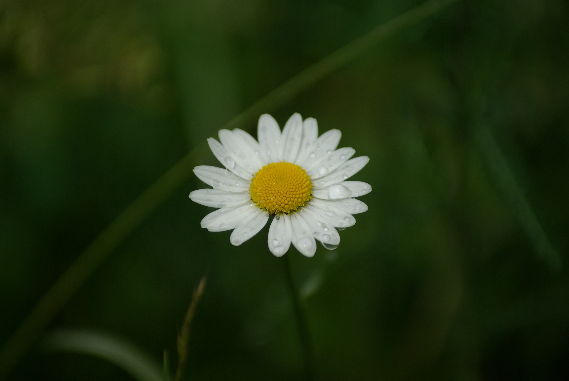 fiore accarezzato dalle gocce di acqua dopo la pioggia