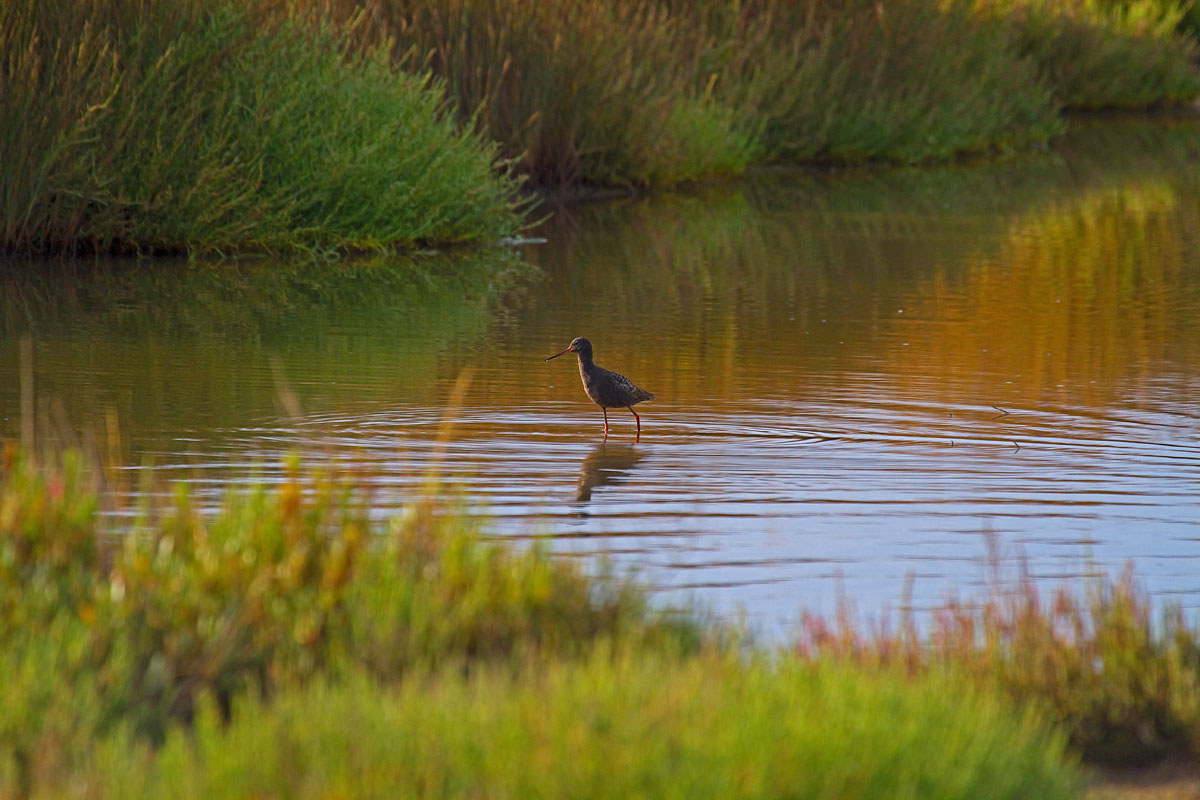 Spotted Redshank