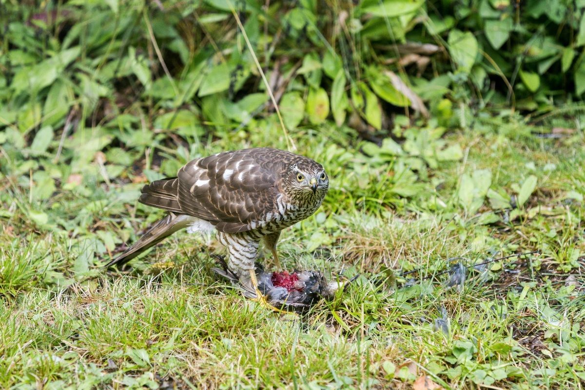 The hawk and the prey